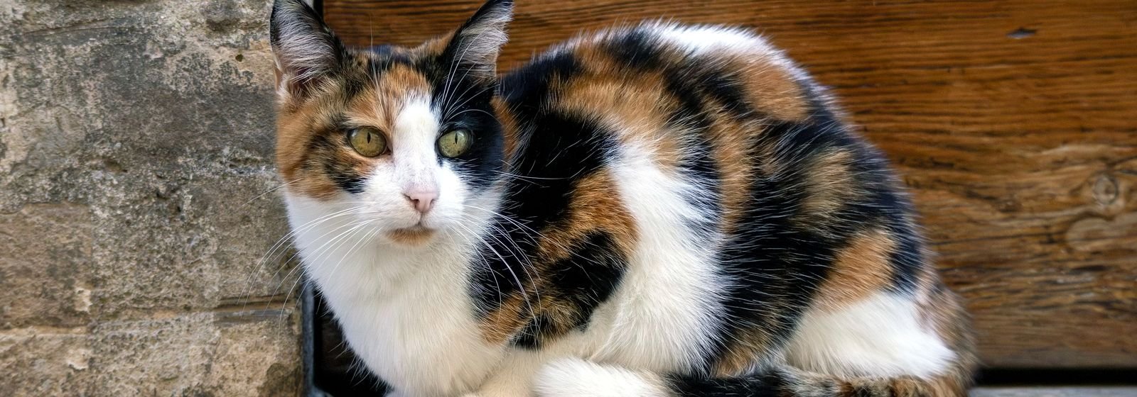 Gata tricolor: sus manchas se deben a la inactivación al azar de un cromosoma X