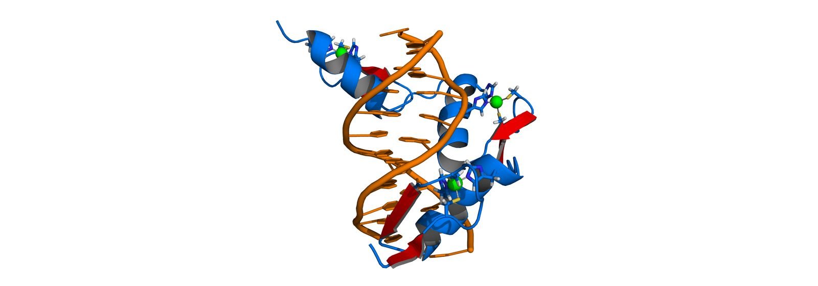 Modelo de una proteína con dedos de zinc unida a la doble hélice de ADN
