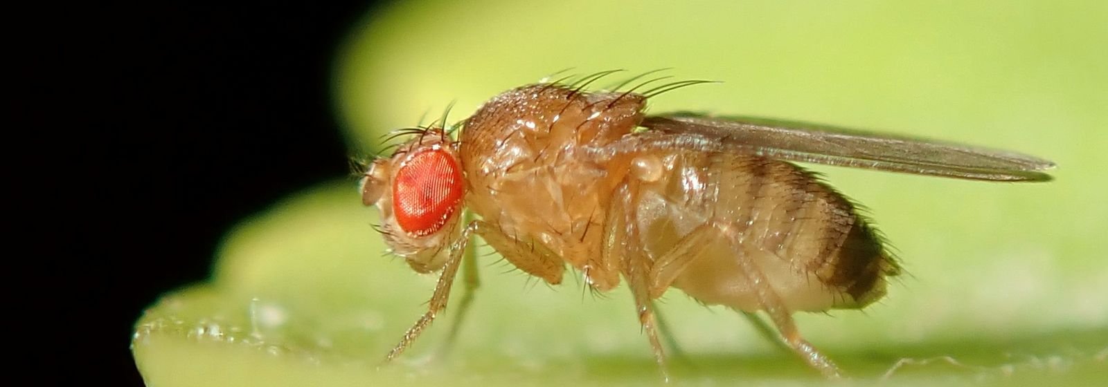Mosca del vinagre (Drosophila melanogaster) sobre una hoja