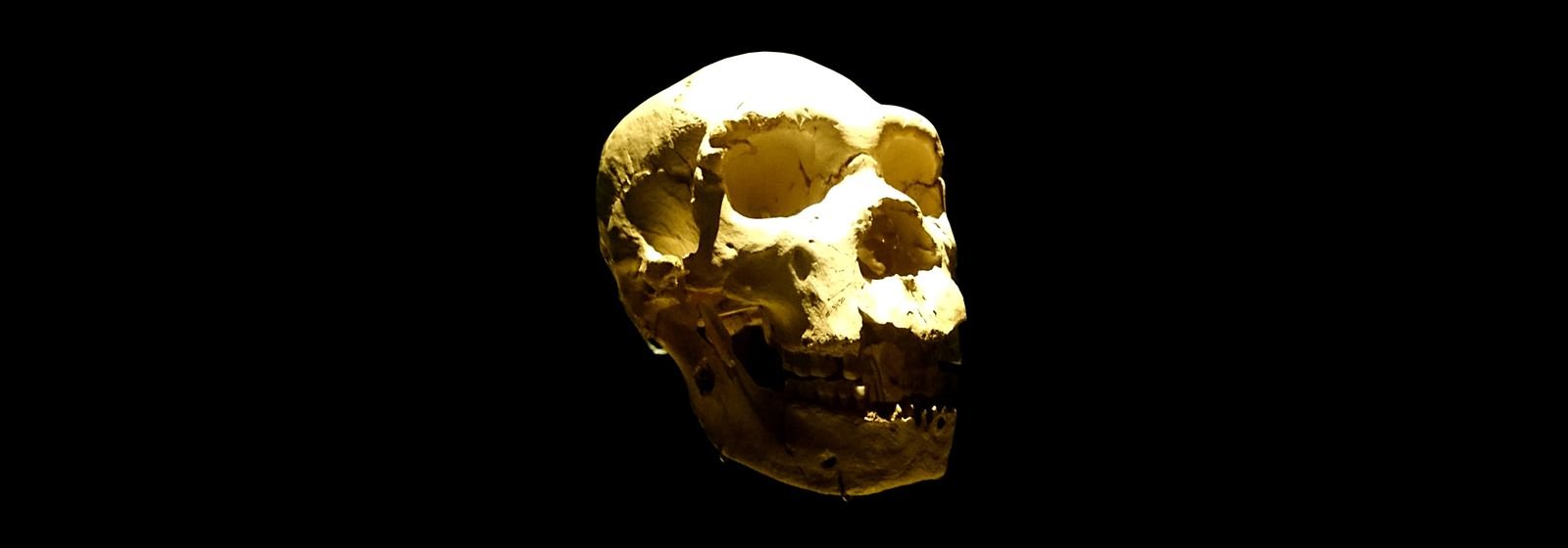 Cráneo 5 de la Sima de los Huesos, en Atapuerca