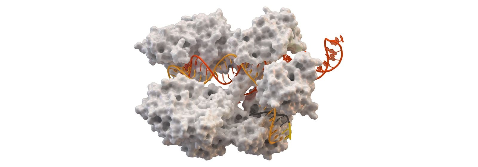 Modelo de la proteína Cas9 unida a su ARN guía y al ADN