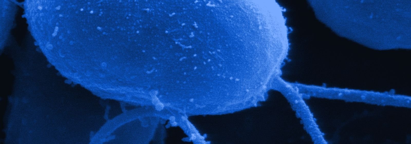 Algas Chlamydomonas vistas al microscopio electrónico, en tonos azules
